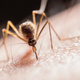 Ilustración para el artículo titulado El escondite de los mosquitos para desaparecer en los meses de invierno